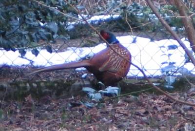 pheasant 3